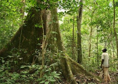 Mise en place de la finance verte au Gabon // Setting up a green finance system in Gabon