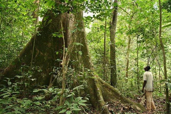 Mise en place de la finance verte au Gabon // Setting up a green finance system in Gabon